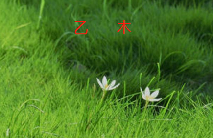 起名案例分析：7月11日乙木日出生的宝宝取名应该考虑哪些信息